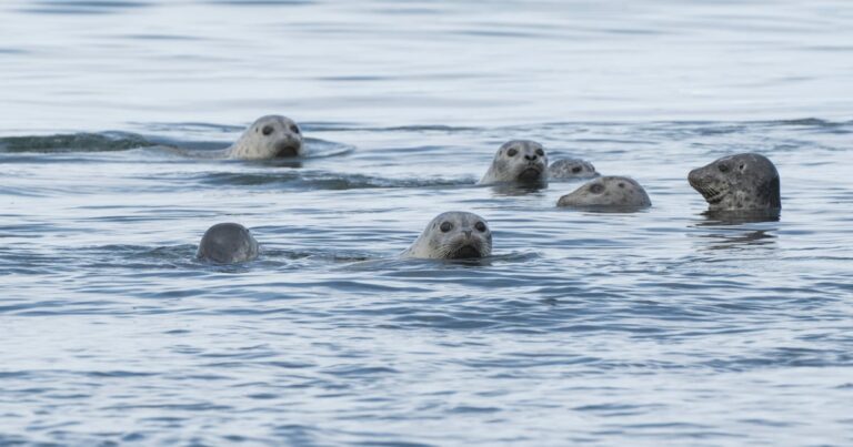 Opinion: What does Rep. Nick Begich have against Alaska marine mammals?